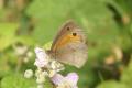 Butterflies: Meadow Brown (Maniola jurtina)